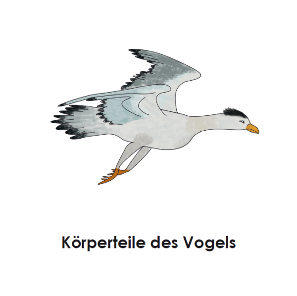 Definitionsmaterial - Körperteile Wirbeltiere - Der Vogel